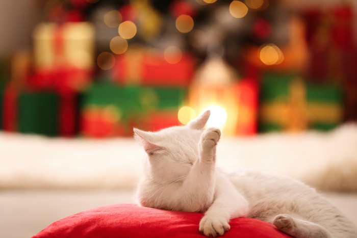 Everyone loves some good, well-defined bokeh balls (circles of light) in their backgrounds. But wait, is that one in the foreground? Everyone loves some good, well-defined bokeh balls (circles of light) in their backgrounds. But wait, is that one in the foreground?