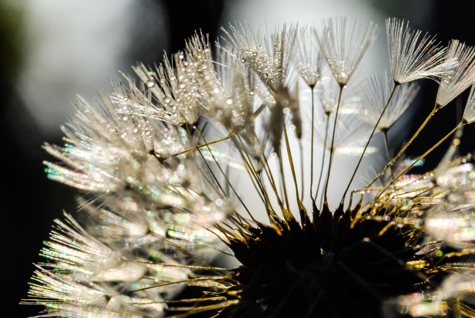 Dandelion.
