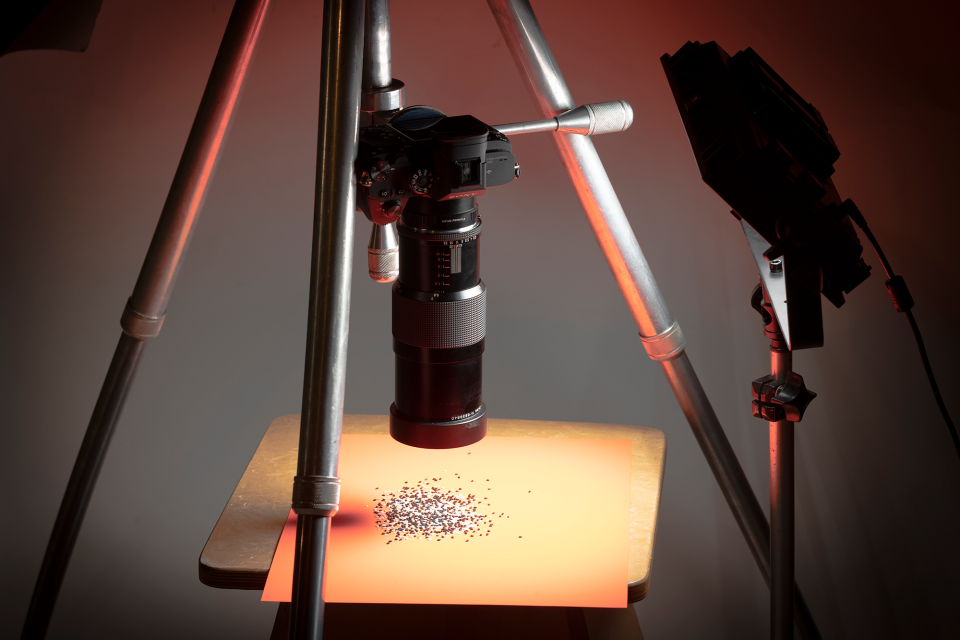 My system for these photographs consisted of a Sony a7R III with a Zeiss 100mm f/2.8 Makro-Planar macro lens, 10mm and 16mm extension tubes, a tripod with an inverted center post, and an LED lamp mounted on a floor stand. Nothing fancy, but very serviceable.