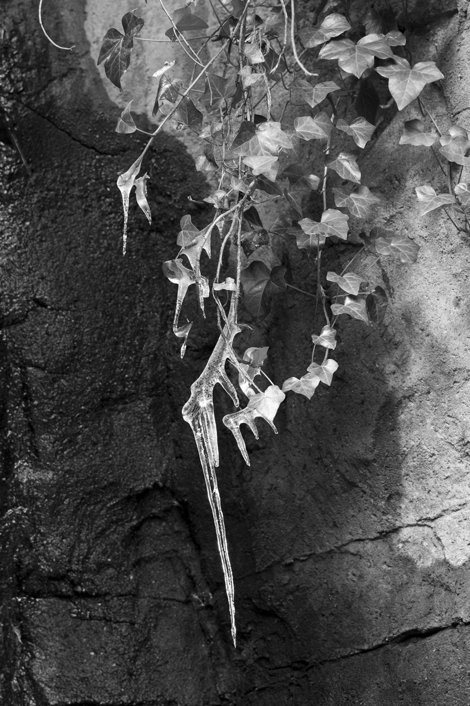 Impressive tonality and separation between the icicle and leaves Impressive tonality and separation between the icicle and leaves