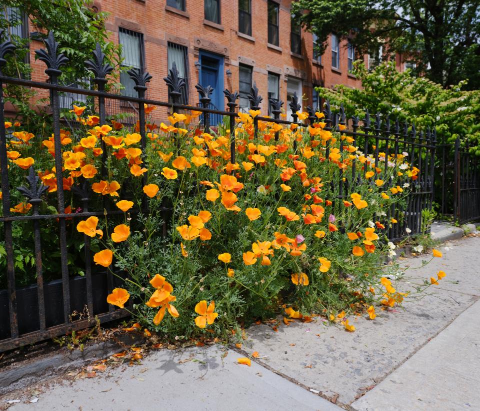 Spring bloom in Bed-Stuy.
