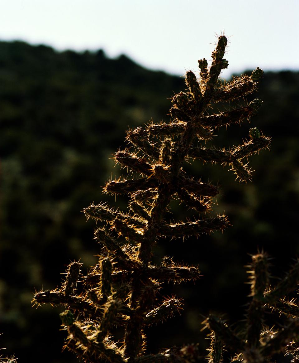 Taken with a Mamiya RB67 S and 250mm f/4.5 Lens on Kodak Portra 160