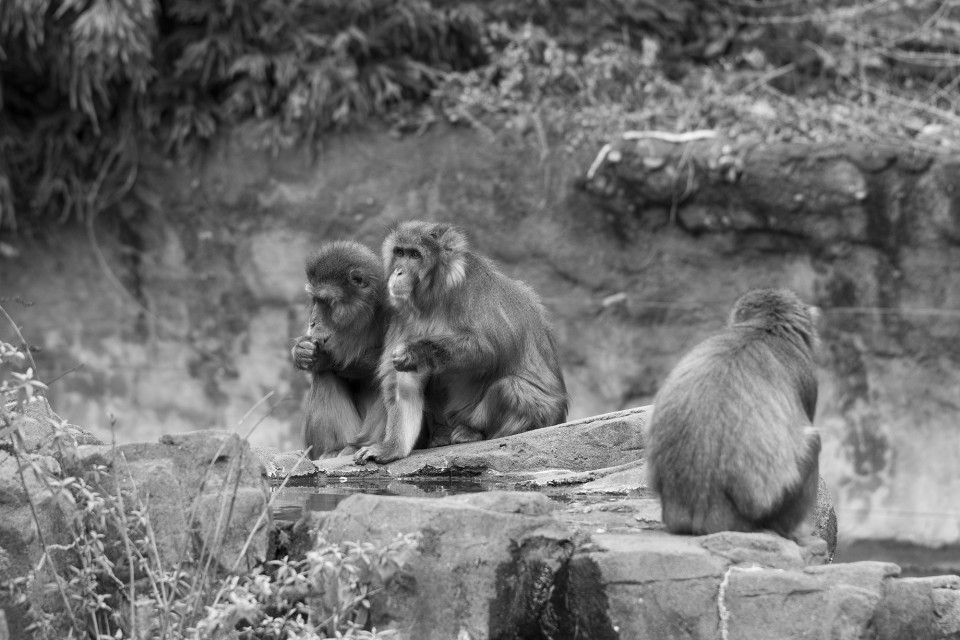 Japanese Macaques, taken with the HD PENTAX D FA* 70-200mm f/2.8 ED DC AW lens Japanese Macaques, taken with the HD PENTAX D FA* 70-200mm f/2.8 ED DC AW lens