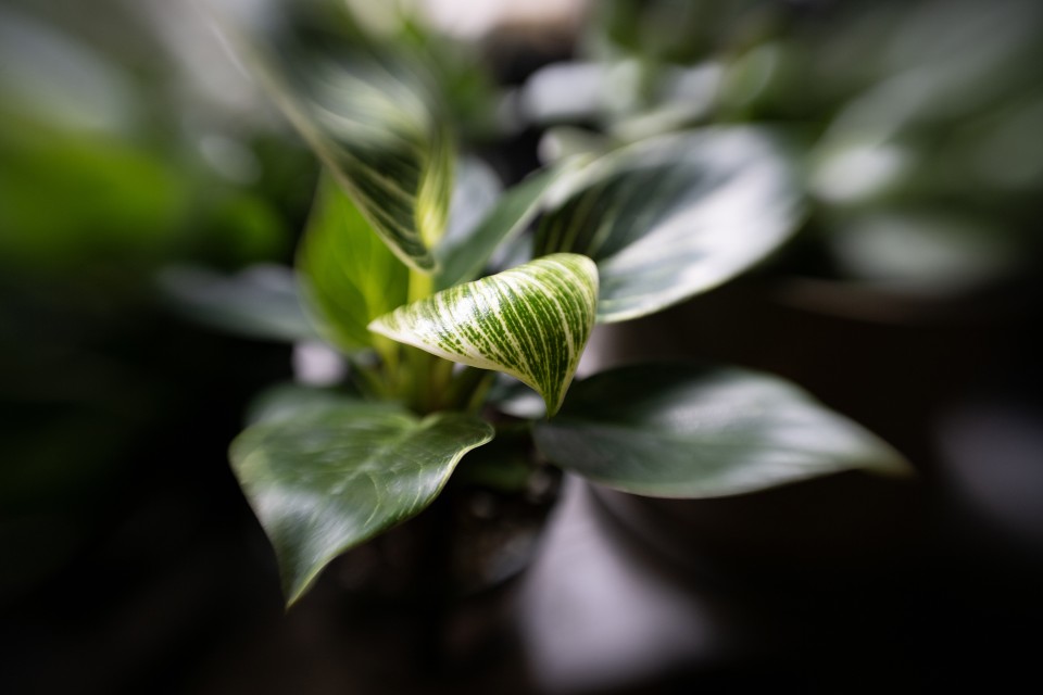 More natural transition between the sharp center and blurred edges with close-up subjects