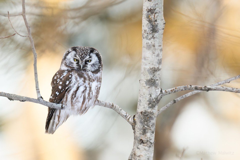 Boreal Owl puffed up, bracing for the cold in between hunts