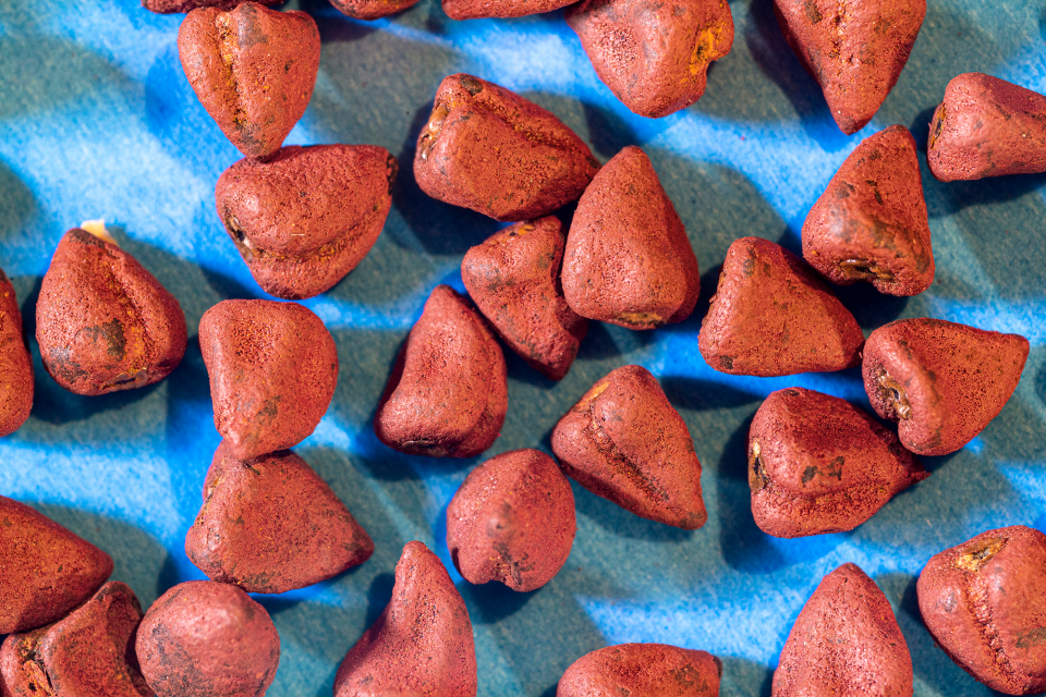 Grains of annatto seeds on a sheet of blue paper make for an interesting abstract composition. Lacking any measure of scale, it's virtually impossible to determine how large or small these seeds are, and that's part of the magic of macro photography.