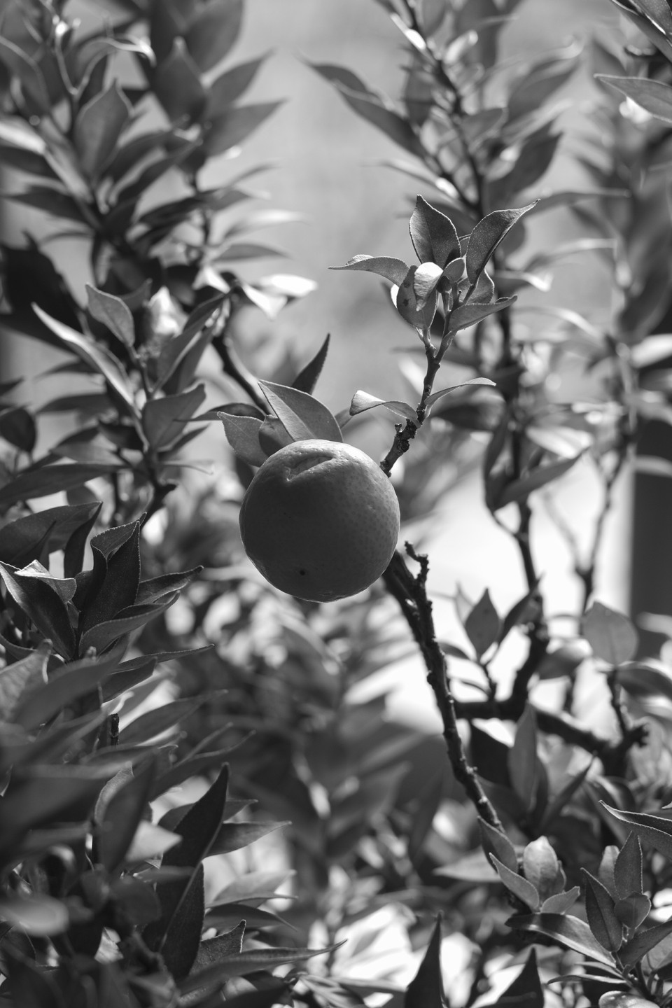 Rather than highlighting bright orange and green colors, the Monochrome turns this scene into a study on light and texture with this citrus plant.