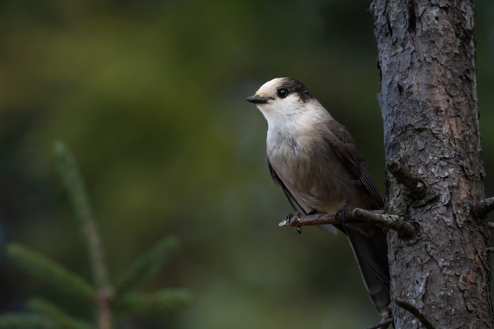 Canada Jays are larger, like Blue Jays, and are quite friendly. They’re known as “camp robbers” for their habit of scavenging food from camp sites.