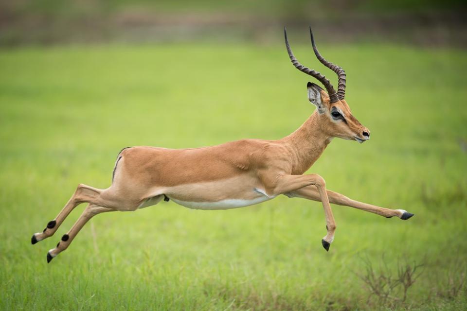 In Southern Africa, the summer months are beautifully colorful with lots of bird and animal activity, such as this leaping Impala at Zambia’s South Luangwa National Park. Nikon D810; NIKKOR 400mm f/2.8 lens; Aperture priority; 1/2000 sec. at f/2.8; ISO 160; 0 EV
