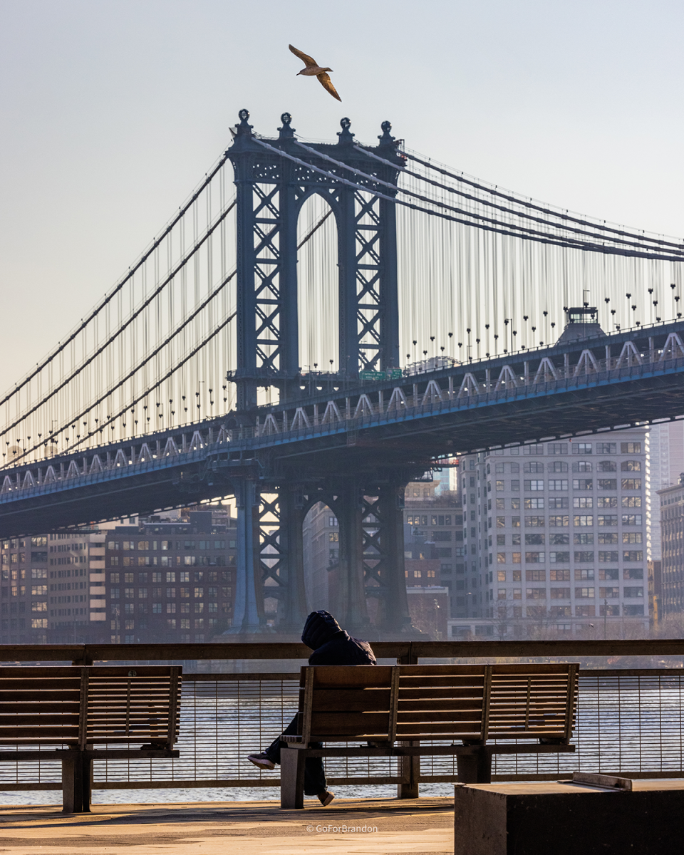 The Man, The Bridge and The Bird