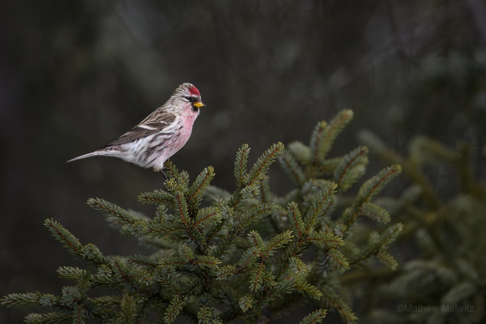 A Redpoll perched on Black Spruce awaiting his turn to visit the nearby feeder.
