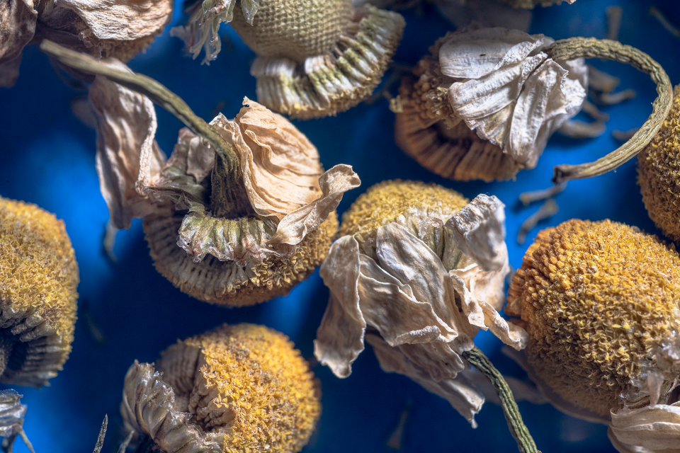 Dried chamomile flowers display a wide range of textures and patterns.