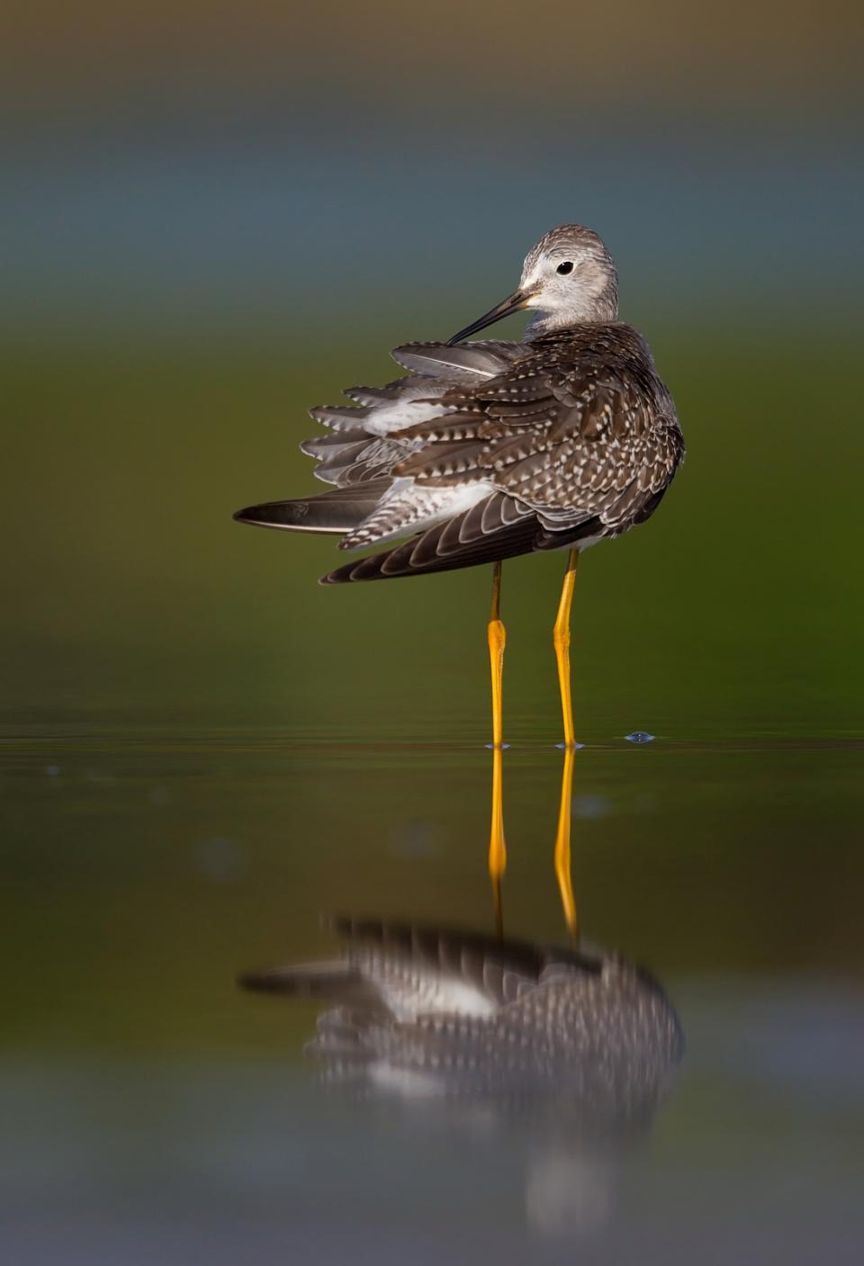 A Lesser Yellowlegs preens its feathers to keep them in top condition. 1/1600; f/5.6; ISO 200