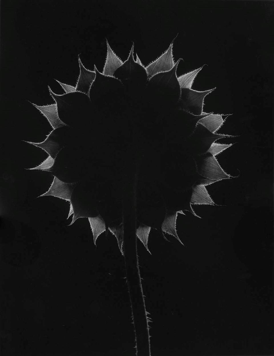 Backlit Sunflower, Boroughbridge, Northg Yorkshire, England © 1965, Paul Caponigro