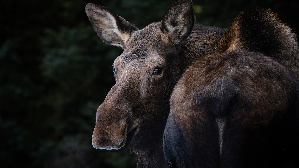 12 Tips to Improve Wildlife Photos Without Buying New Gear
