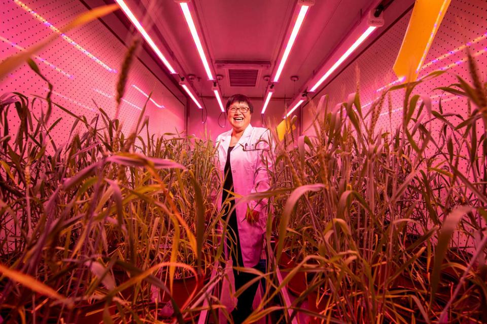 Chow’s portrait of one of the top plant genome scientists Gao Caixia, commissioned by Science Magazine.