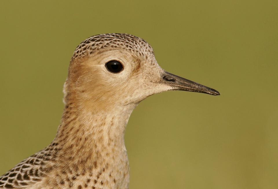 Juvenile shorebirds such as this Buff-breasted Sandpiper can, at times, be ridiculously tame. Here an extension tube was used to reduce the minimum focus distance of a 500mm f/4 lens. 1/1000, f/5.6; ISO 400