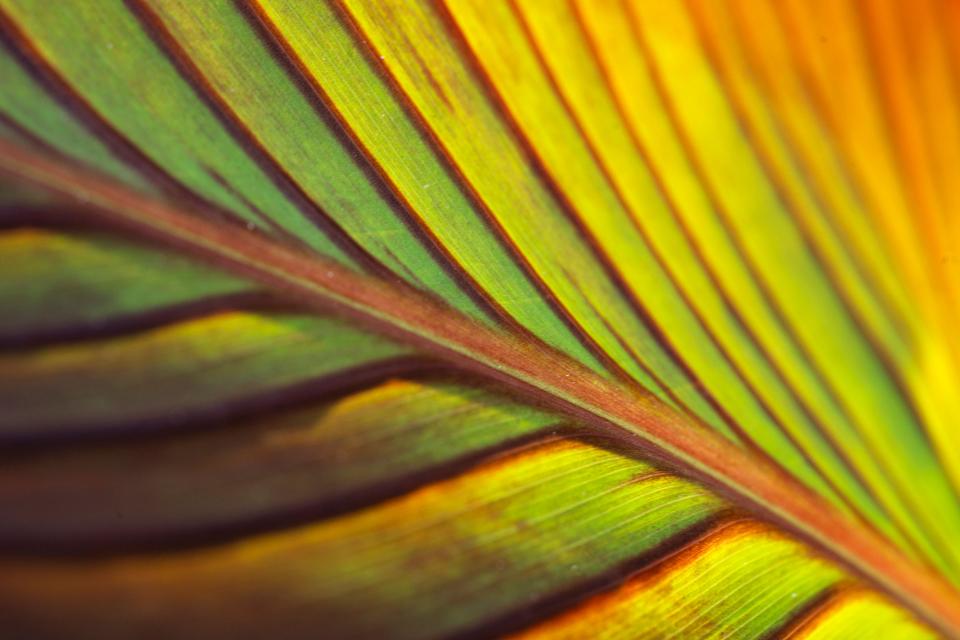 Early morning backlighting with a 25mm lens and a 10mm extension tube produced this lovely, feathered image of a large Canna leaf.