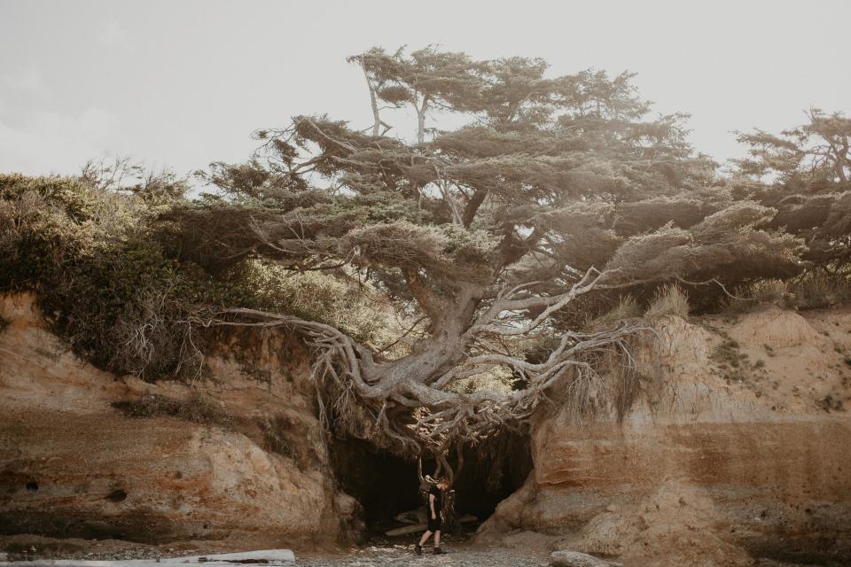 The Tree of Life