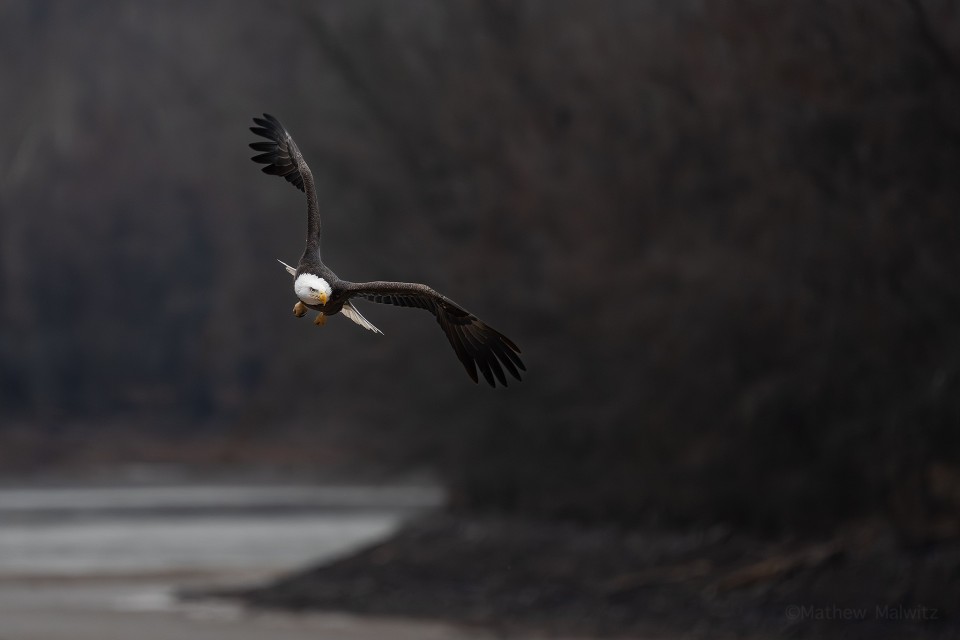 The ability to quickly set the monopod up allowed me to start shooting right away, capturing this sharp image of a bald eagle.