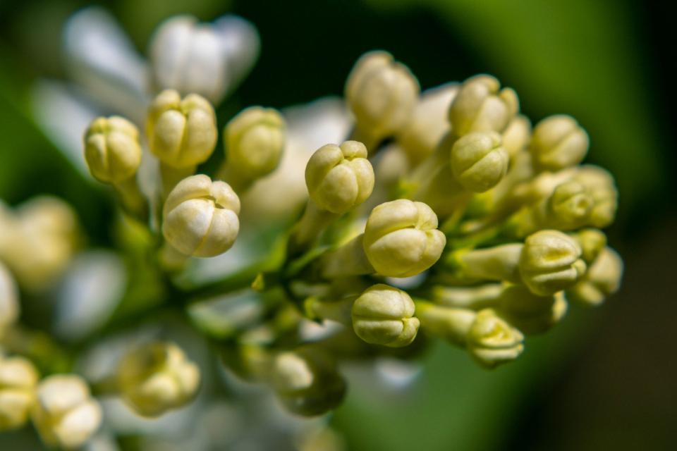 Flowers.