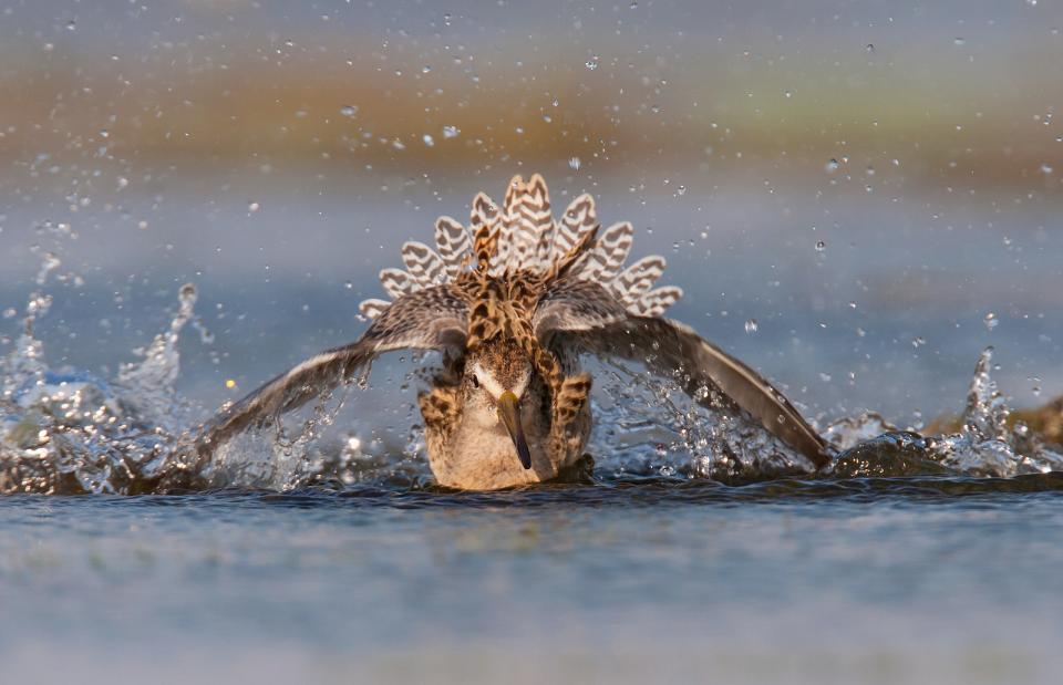 This Short-billed Dowitcher was bathing so aggressively that it was difficult to see all of the action. A fast shutter was needed to freeze the motion in the head. 1/1000; f/8; ISO 00