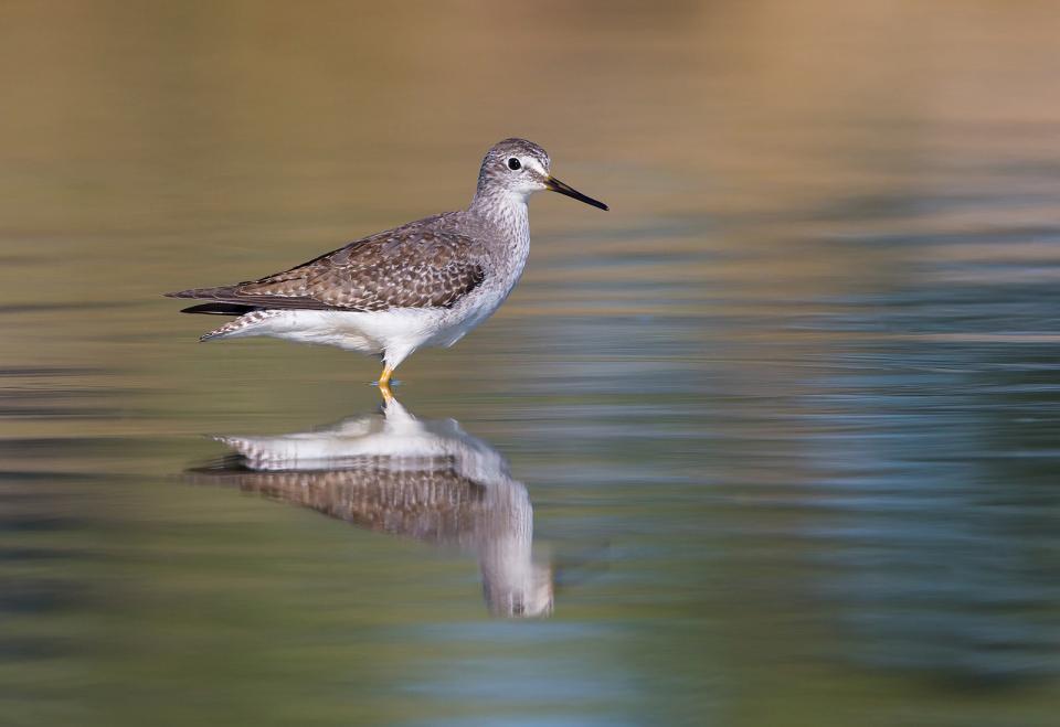 The author makes some waves with this Lesser Yellowlegs to add a new dimension to his shorebird photography. 1/1600; f/11; ISO 1000
