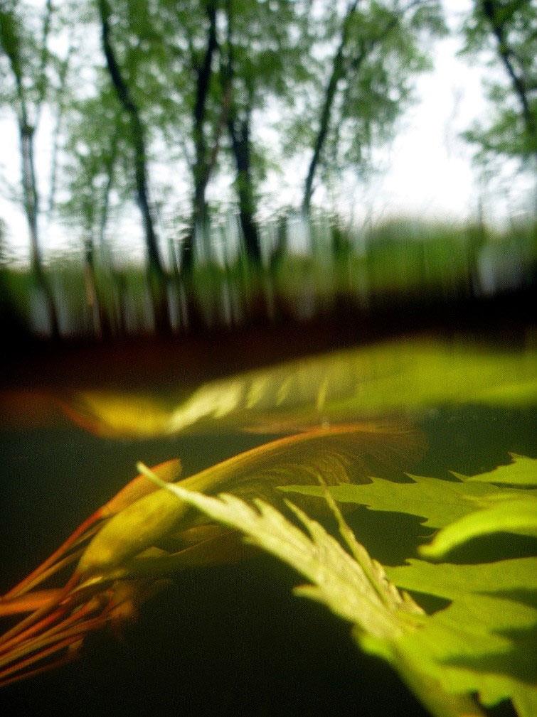 By positioning a waterproof point-and-shoot camera just below the surface of a puddle and aiming the lens slightly upward, I was able to capture freshly fallen leaves floating below the trees from which they had just separated.