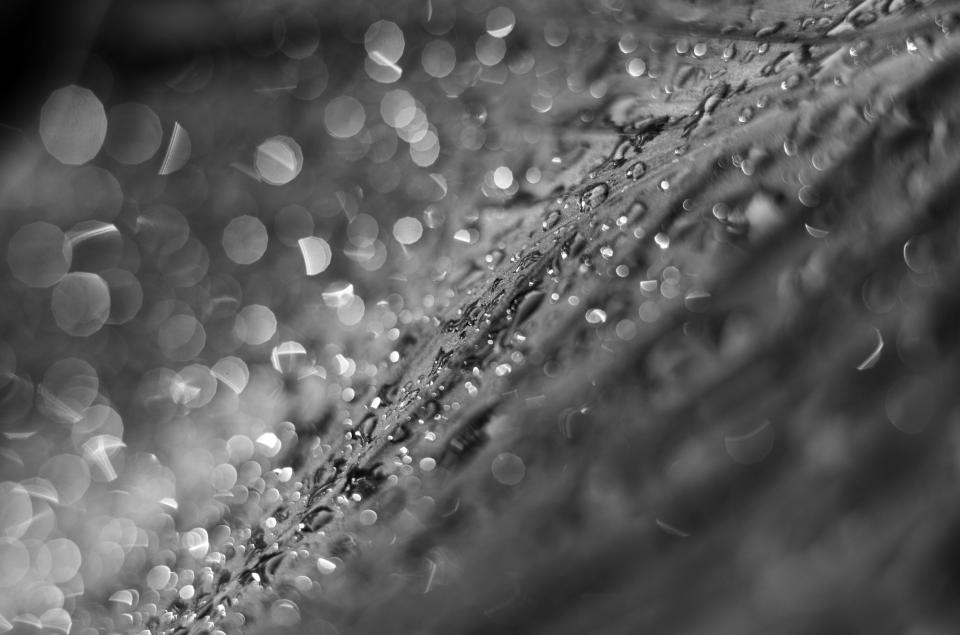 Adding 20mm of extension tubes to the Voigtländer Nokton 75mm f/1.5 at closest focusing distance creates a plethora of optical aberrations that take the level of dreaminess even further. The sharp portion of the frame is a narrow band that runs diagonally across the frame, highlighting the surface of the leaf and the raindrops falling upon it.