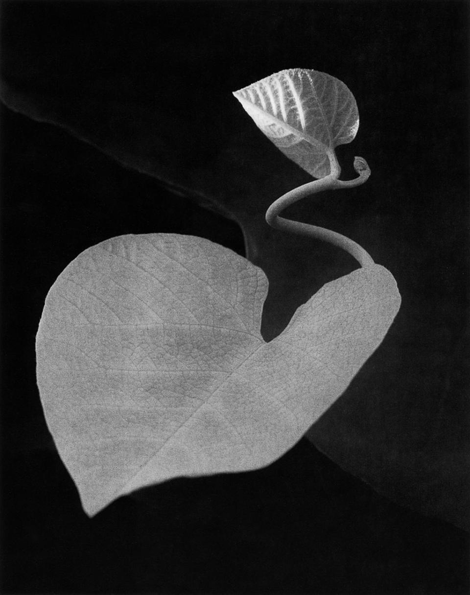 Two Leaves, Brewster, New York © 1963, Paul Caponigro