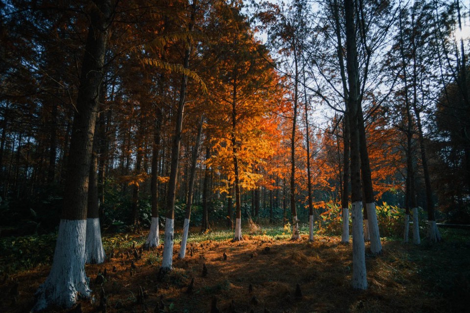 Wide perspectives are the key to engaging scenic shots.