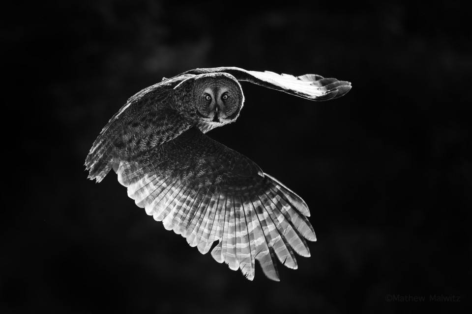 This owl was hunting along a roadway, moving from mailbox to mailbox. By getting ahead of the bird and setting my camera for action, I was able to catch this image at takeoff.&nbsp;