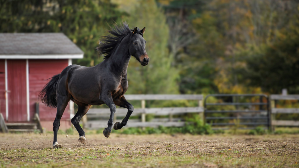 Without getting into the technicality of whether a horse is a pet or not (legally, they’re considered livestock) they are undoubtably a member of the family for many and therefore earn a spot in this article.