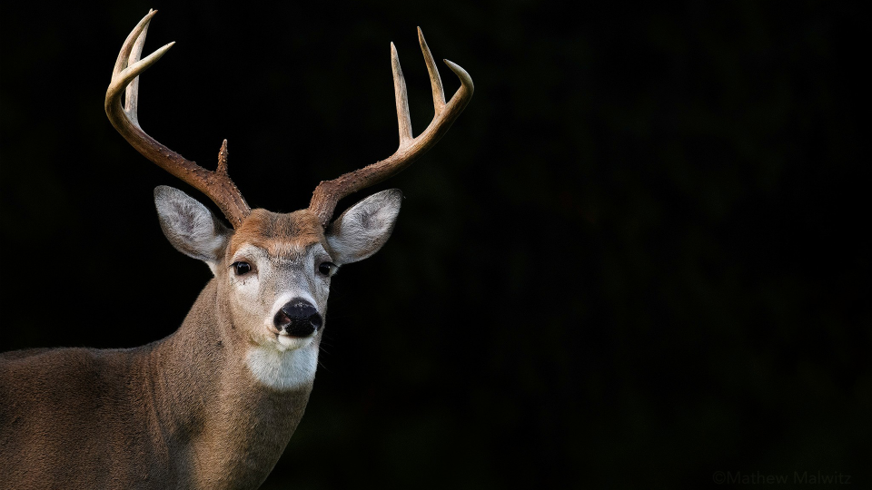 Larger animals can be photographed with the shorter end of the super telephoto range (300-400mm). © Mathew Malwitz