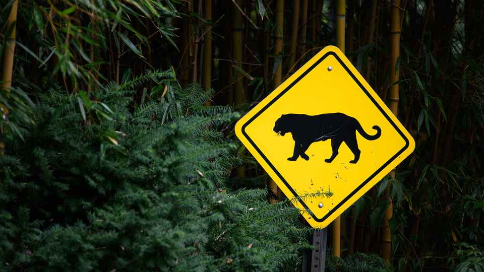 Let’s Go to the Zoo!