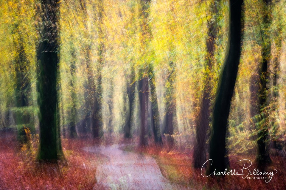 Image © Charlotte Bellamy