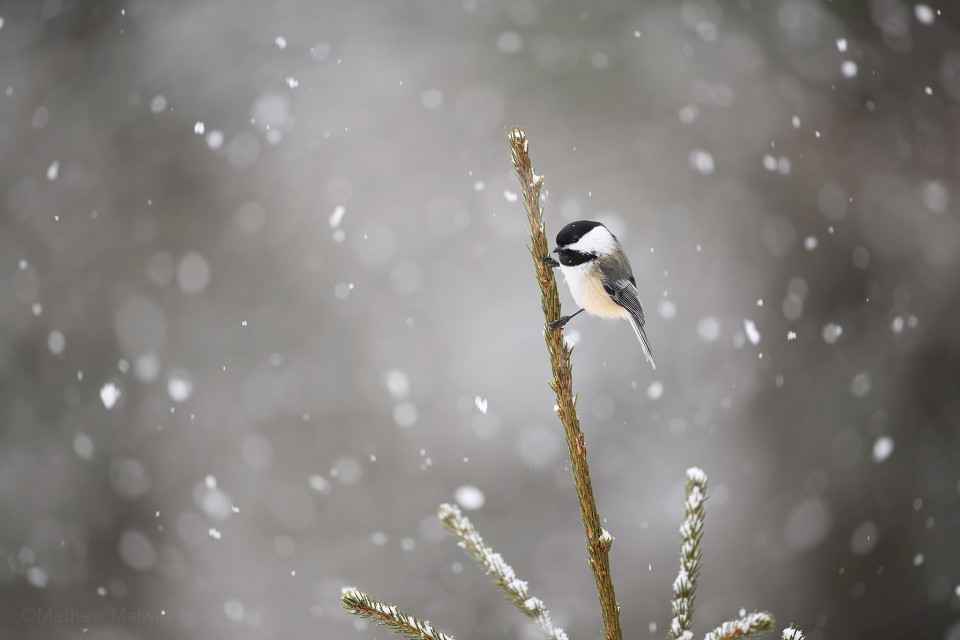 Don’t let a little inclement weather stop you. Snow and rain can make for exciting images, just so long as you are safe heading out in these conditions.&nbsp;