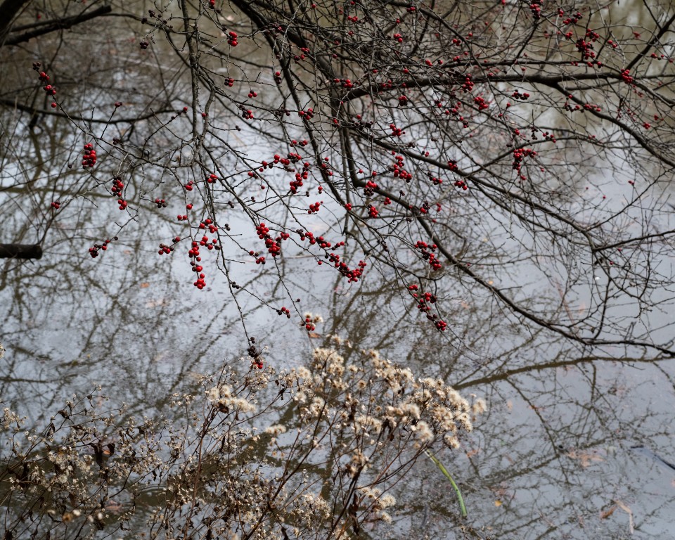 Selective focus is still possible at f/2. Shot on Nikon Z9 with M-Z lens mount adapter. Selective focus is still possible at f/2. Shot on Nikon Z9 with M-Z lens mount adapter.