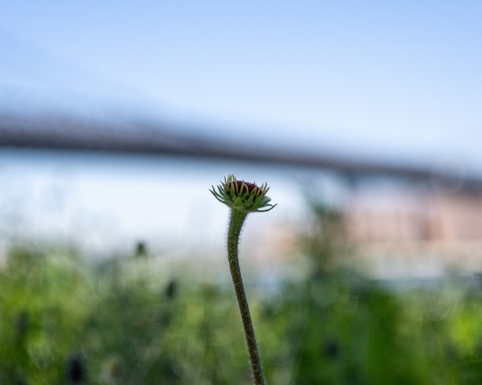 Good central sharpness and nice blurring of background at f/2 Good central sharpness and nice blurring of background at f/2