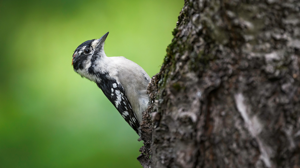 A downy woodpecker is a common backyard and neighborhood sight. © Mathew Malwitz