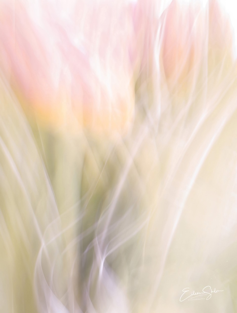 “Pink Tulips” © Eileen Sklon