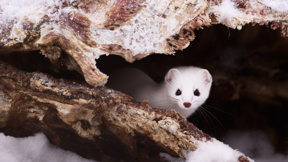 An Ermine pokes his head out of his hideaway, staring down the barrel of the lens. © Mathew Malwitz