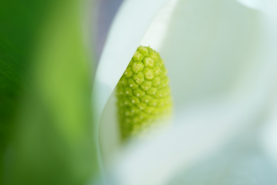 FE 70-200mm F4 Macro G OSS Ⅱ