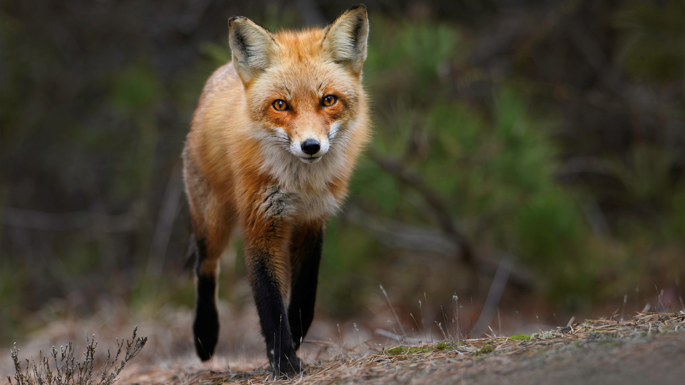 Red foxes are far more common than most realize. In fact, foxes tend to den in yards and around people as human presence deters larger predators like coyotes. © Mathew Malwitz