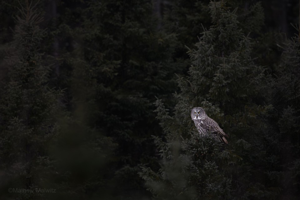 Seldom seen, owls are one of the most popular birds out there, drawing many onlookers.