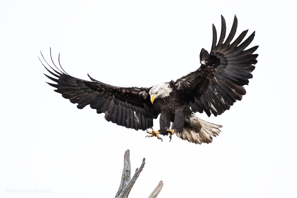 The bald eagle is a primarily dark subject, so does that mean this image isn’t high-key? Not necessarily, while shadows are present there are few, if any underexposed values in this image.