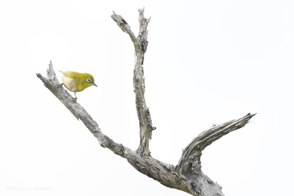 A Japanese White-Eye perched high in snag against an overcast sky background. A Japanese White-Eye perched high in snag against an overcast sky background.
