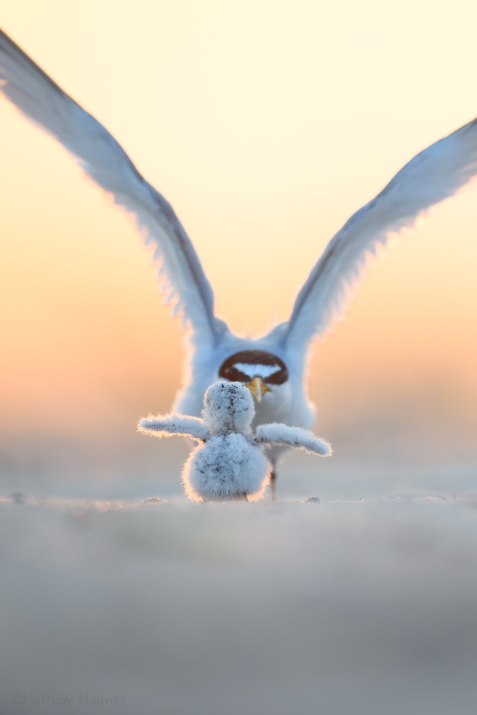 While the eyes of the adult are out of focus, the action of the chick almost imitating its parent is the subject of this image. © Mathew Malwitz