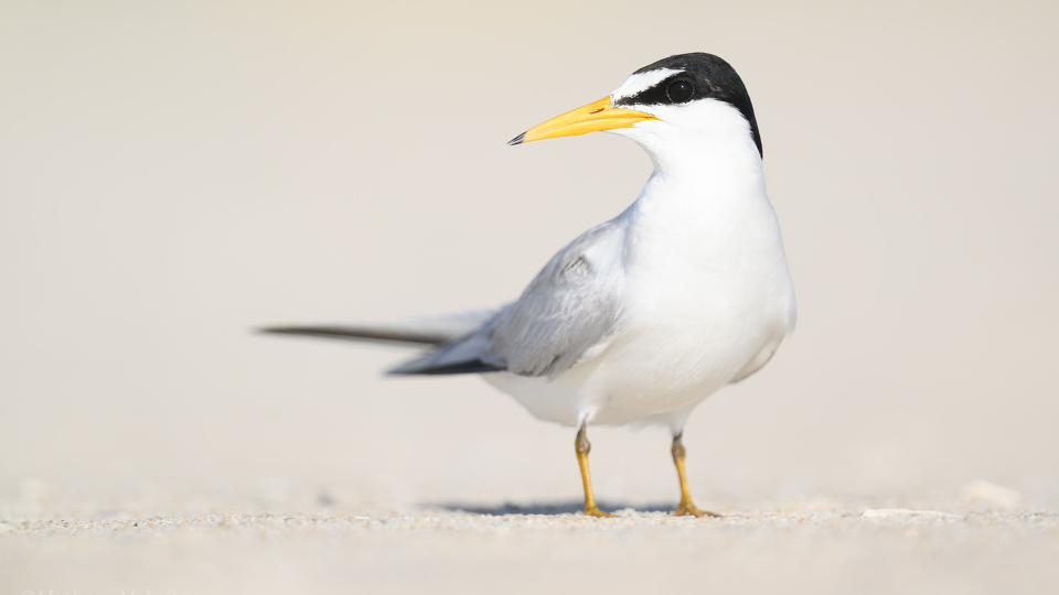 Laying down on the beach allowed me to get this eye-level portrait of a least tern. Also notice how the lighting is a tad brighter. Sand reflects light, meaning you can stay out longer in the mornings! © Mathew Malwitz