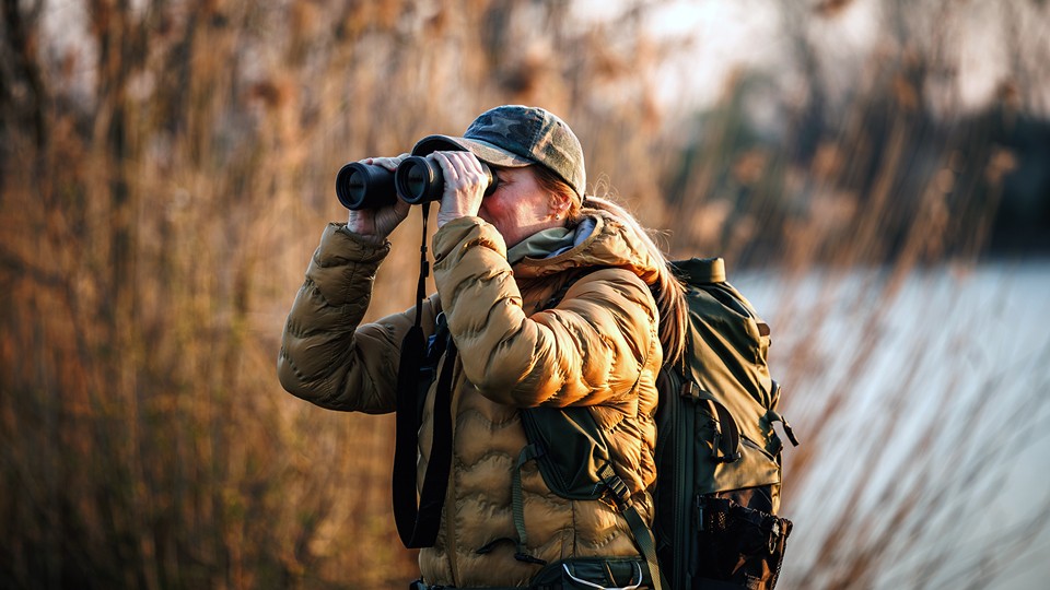 Let’s Go Birding